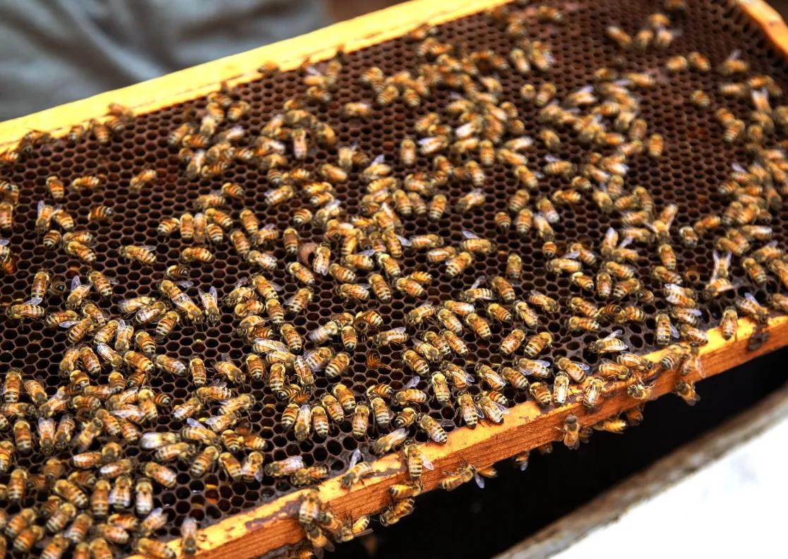 Photo of honey bees on a hive